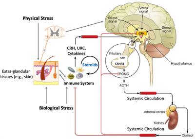 Frontiers | Editorial: Steroids And Secosteroids In The Modulation Of ...